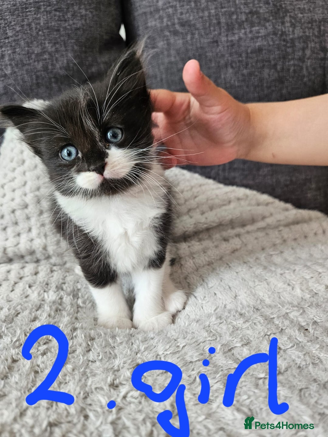 Mixed Breed cats for sale: Fluffy kittens for sale - Image 3