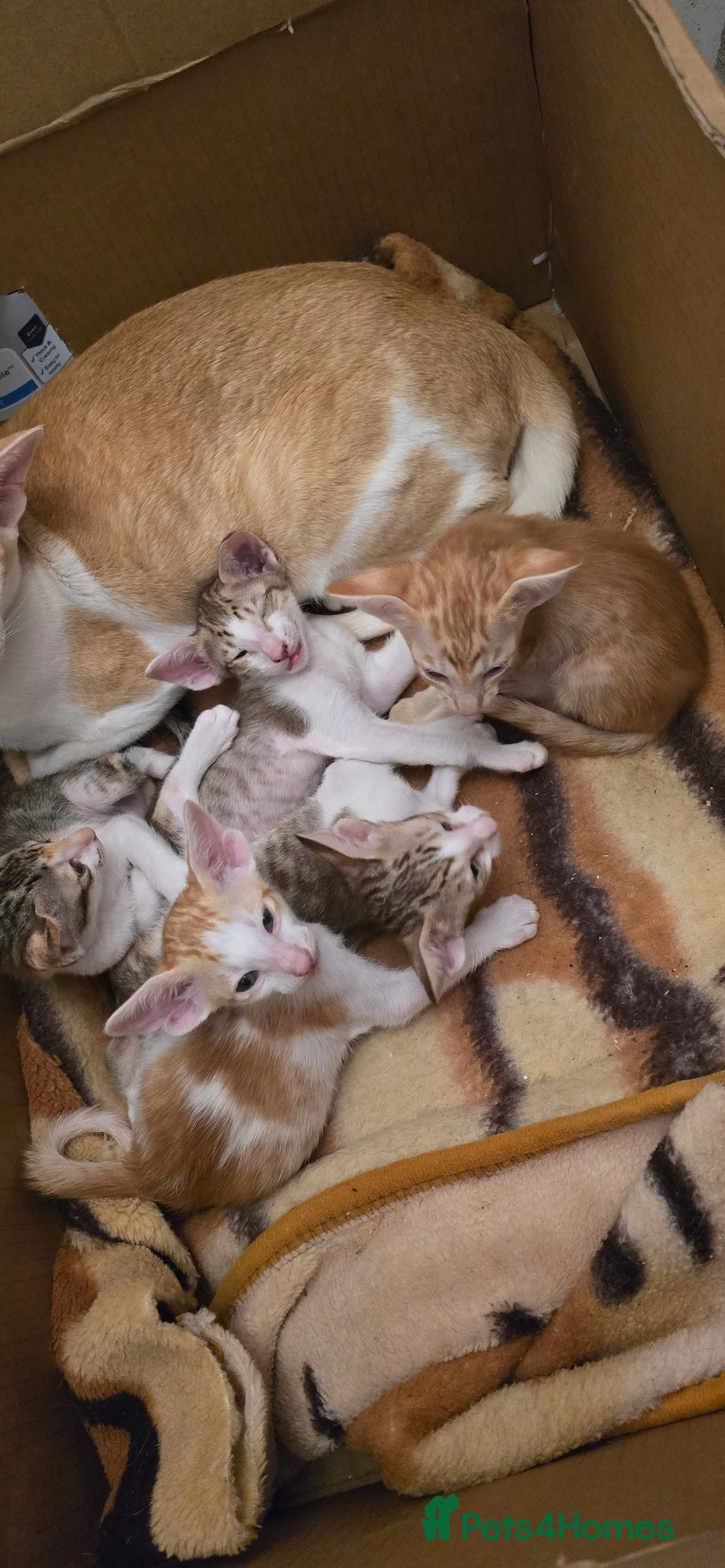 Oriental cats for sale: Oriental kittens  - Advert 5