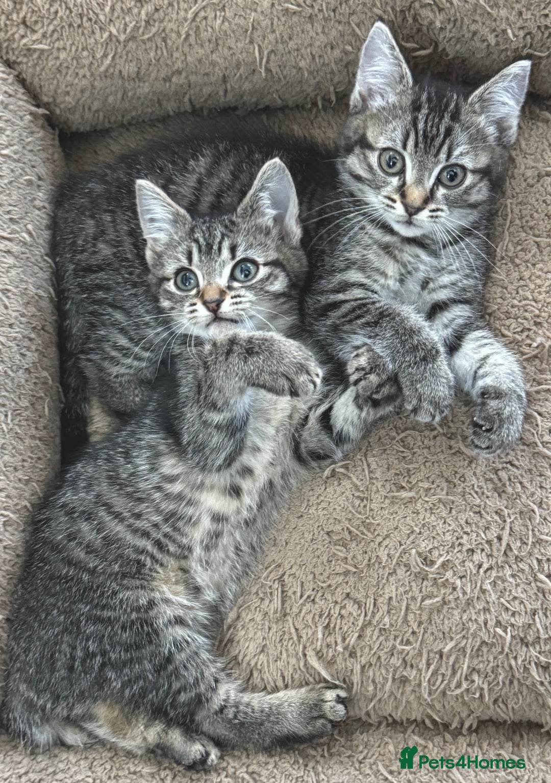 Mixed Breed cats for sale: Beautiful Kittens Ready for a Loving Home 🐾 - Advert 6
