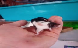 Mouse rodents for sale: Male mice  - Image 4