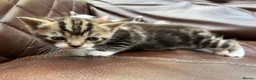 Mixed Breed cats for sale: 4 black and white kittens for sale  - Advert 5