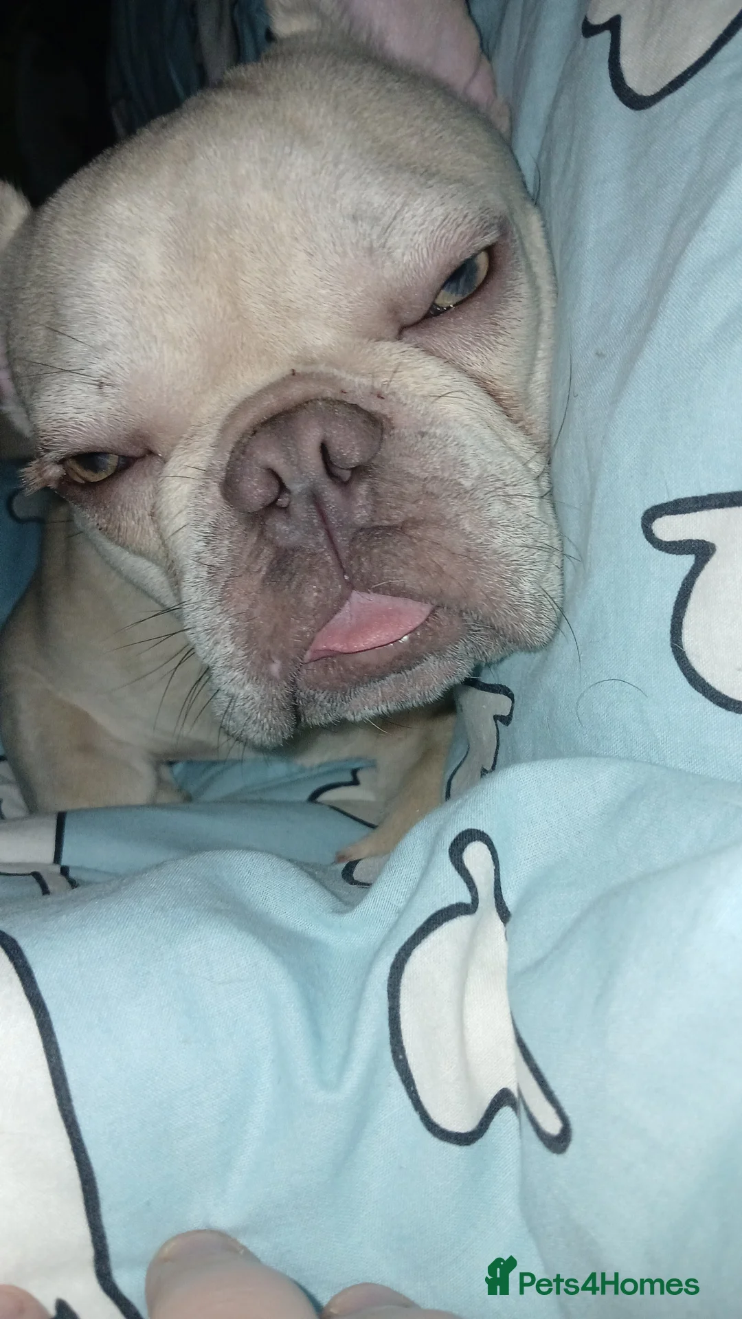 French Bulldog dogs for sale: Male French bulldog  - Advert 4