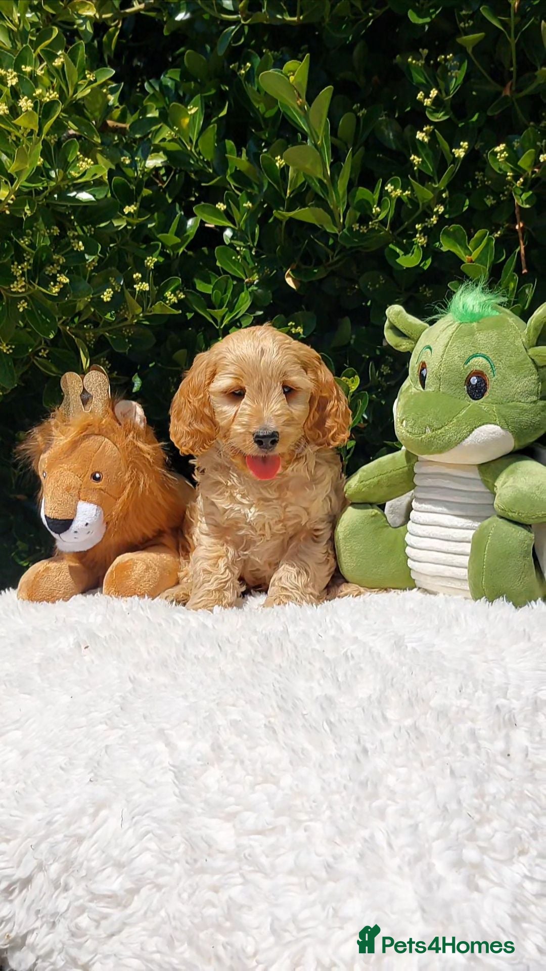 Cavapoo dogs Exceptional F1 Cavapoo Teddy Bears all males - Advert 1