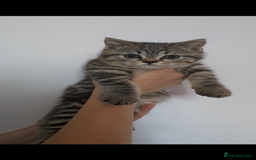 British Shorthair cats for sale: Ready now!! British shorthair kittens  - Image 5