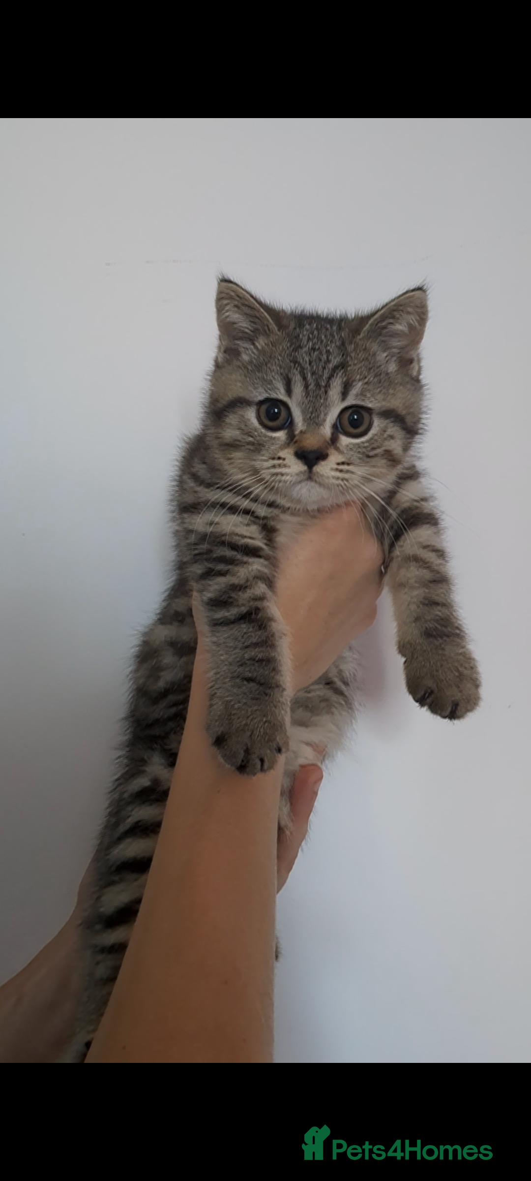 British Shorthair cats for sale: Ready now!! British shorthair kittens  - Image 5
