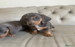 Miniature Dachshund dogs for sale: Miniture dachshund puppies - Image 22