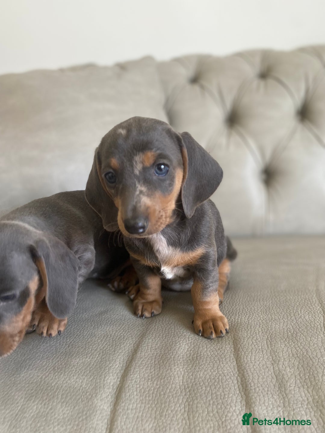 Miniature Dachshund dogs for sale: Miniture dachshund puppies - Image 22