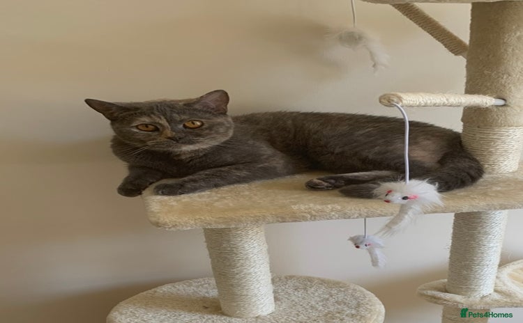 British Shorthair cats - Advert 13