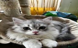 British Shorthair cats for sale: TICA reg British SH and LH kittens Ready Now - Image 1