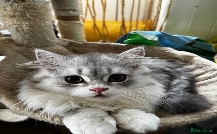 British Shorthair cats - Advert 10