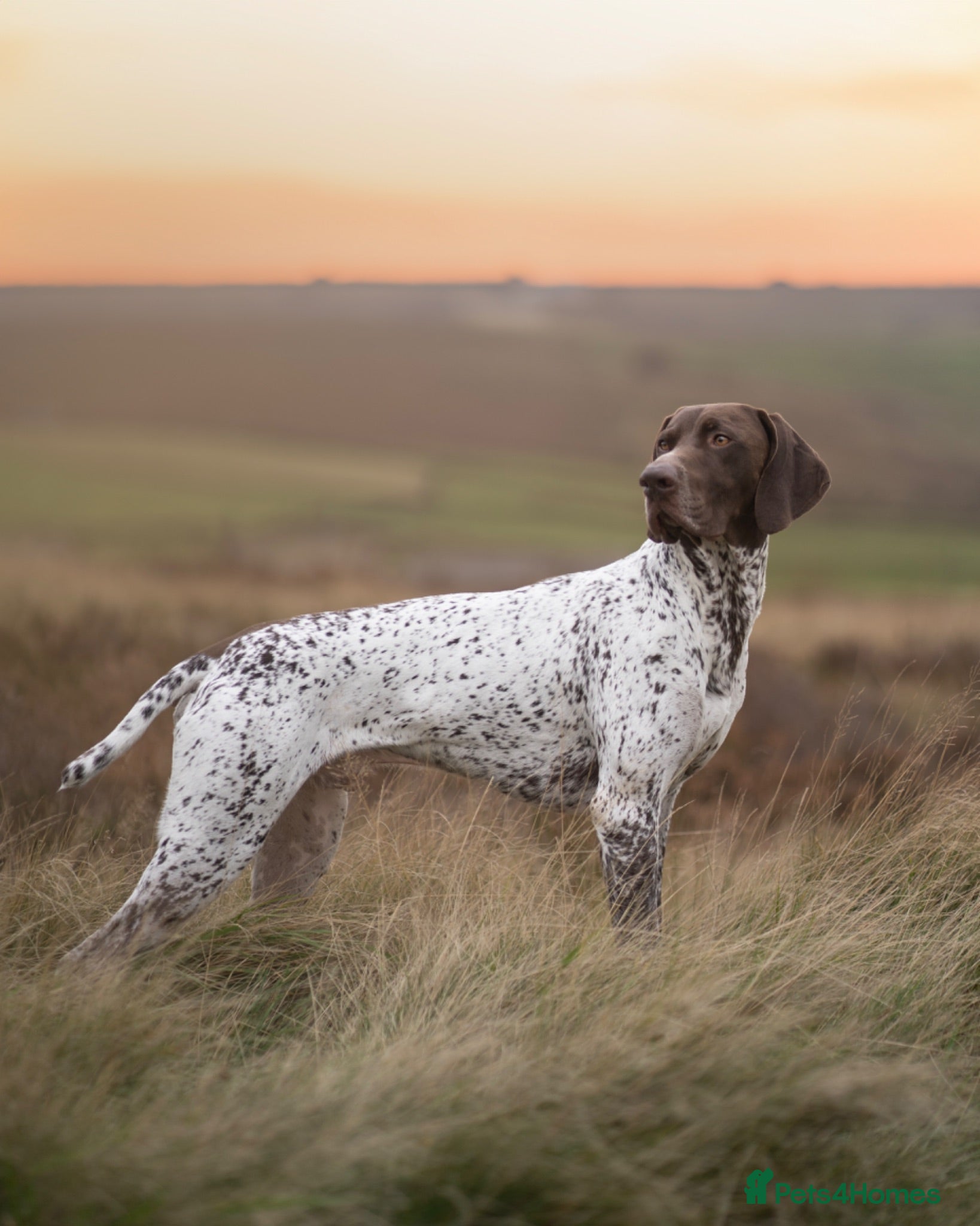 German Shorthaired Pointer dogs for stud: KC REGISTERED HEALTH CHECKED GSP STUD  - Advert 1