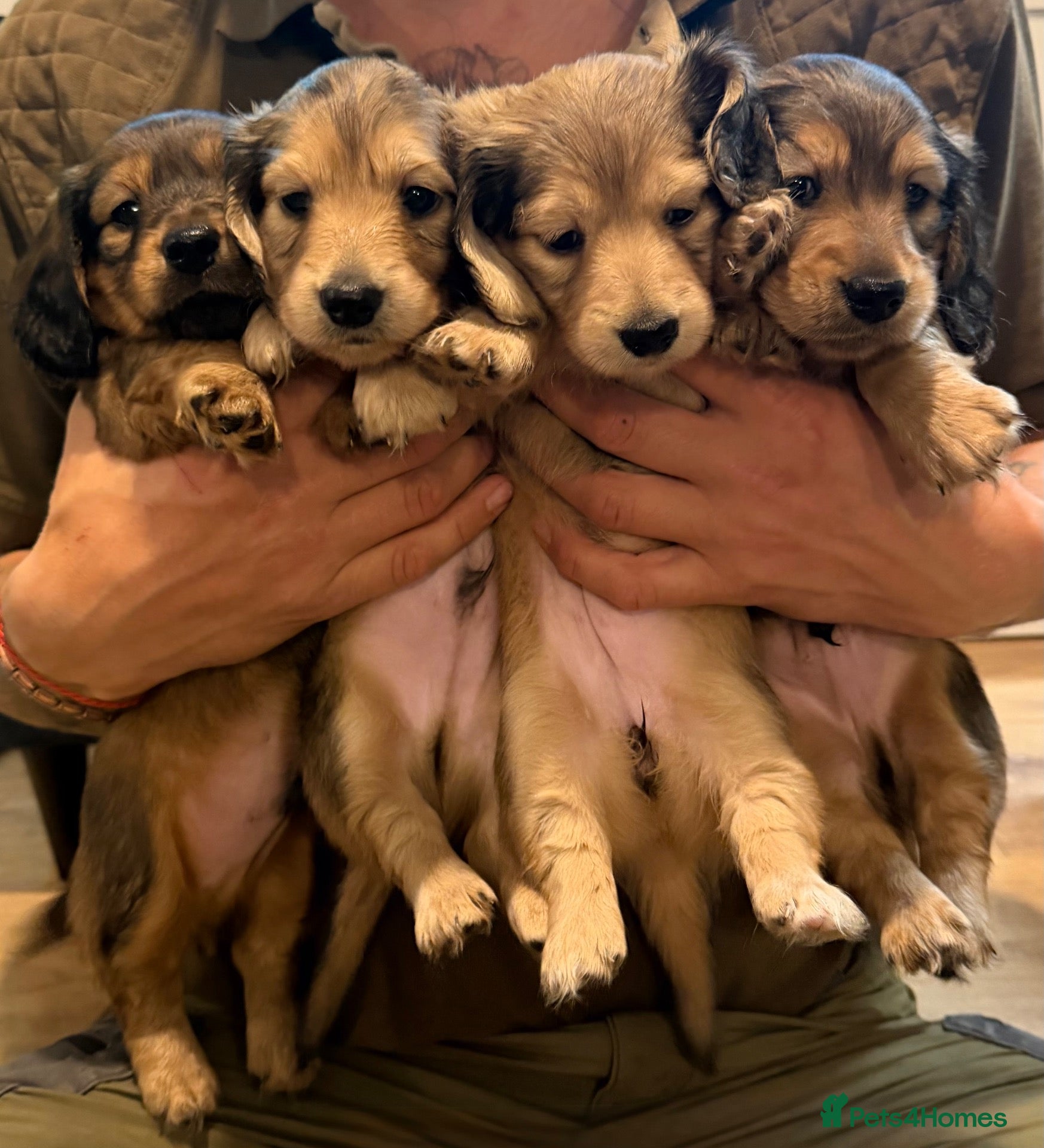 Miniature Dachshund dogs Stunning litter of miniature dachshund puppies - Advert 19
