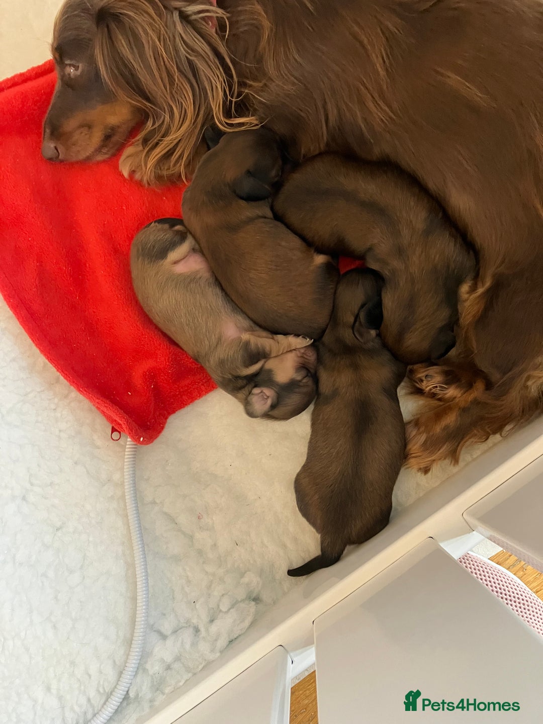 Miniature Dachshund dogs for sale: Beautiful  kc reg shaded cream girl - Advert 9