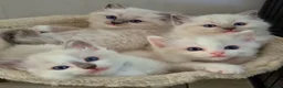 Ragdoll cats for sale: Ragdall Gccf Bicolour/Mitted ChampionBloodlines - Advert 7