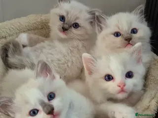 Ragdoll cats Ragdall Gccf Bicolour/Mitted ChampionBloodlines - Advert 15