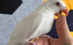 Ringnecks birds for sale: Proven Breeding pairs of ring necks - Image 10