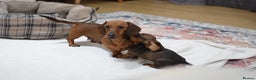 Miniature Dachshund dogs for sale: 🌟Gorgeous Miniature Dachshunds🌟 - Advert 39