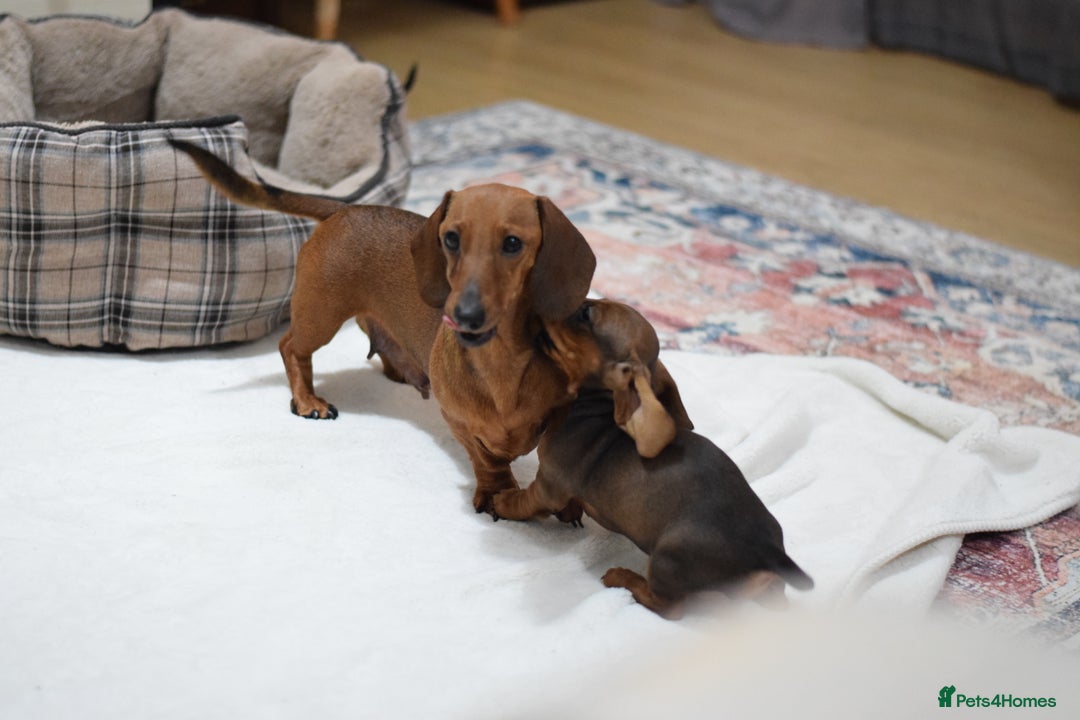 Miniature Dachshund dogs for sale: 🌟Gorgeous Miniature Dachshunds🌟 - Advert 39