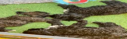 Shihpoo dogs for sale: Health Tested,READY TO GO - Advert 11