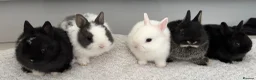Netherland Dwarf rabbits for sale: 5 Netherland Dwarf Bunnies for sale at 8-10 weeks  - Advert 8
