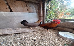 Chickens poultry for sale: Welsummer bantams for sale £40 for the pair  - Image 9