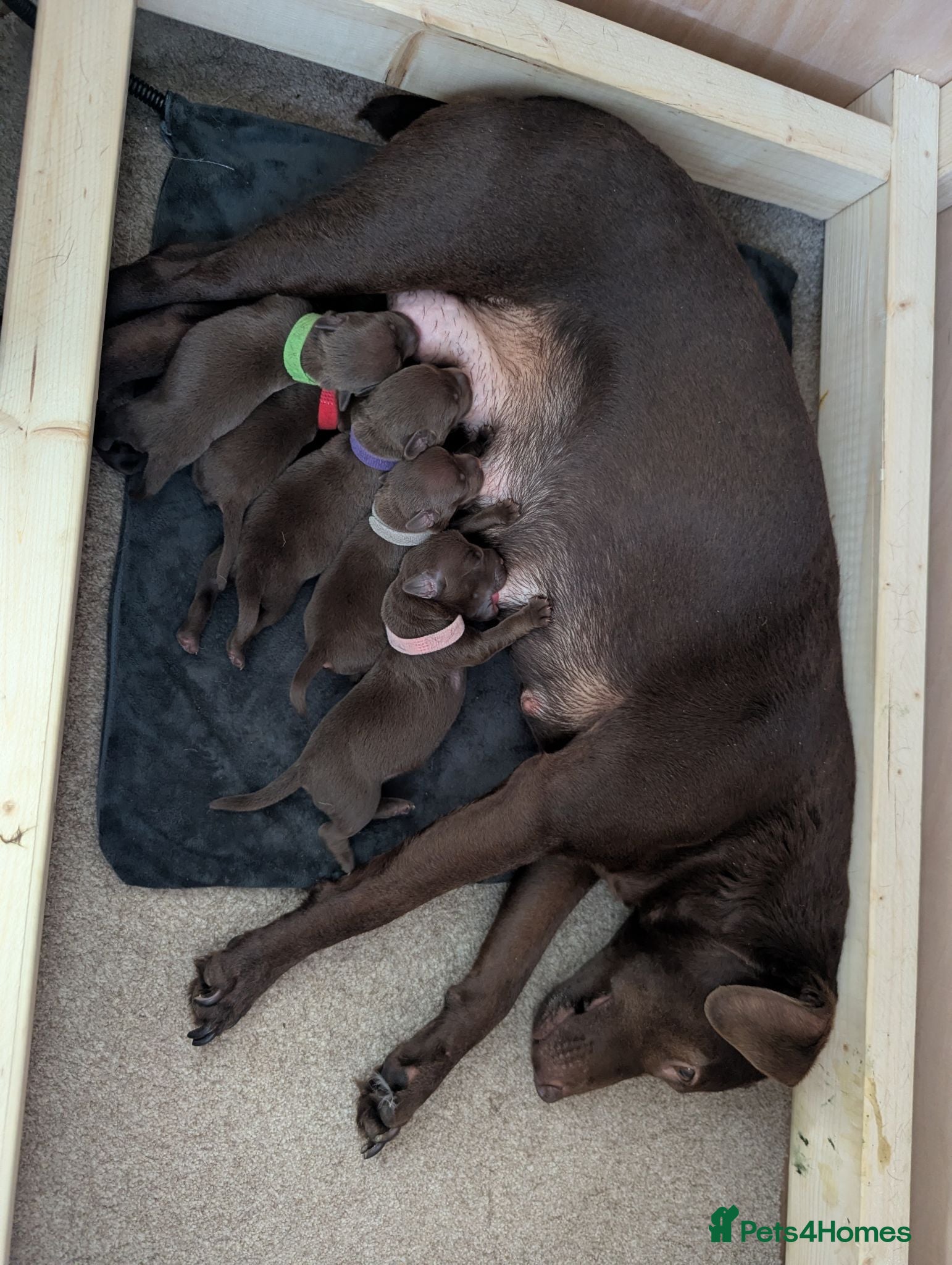 Patterdale Terrier dogs Pure chocolate, smooth patterdale terrier puppies  - Advert 1