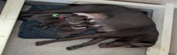 Patterdale Terrier dogs for sale: Pure chocolate, smooth patterdale terrier puppies  - Advert 1