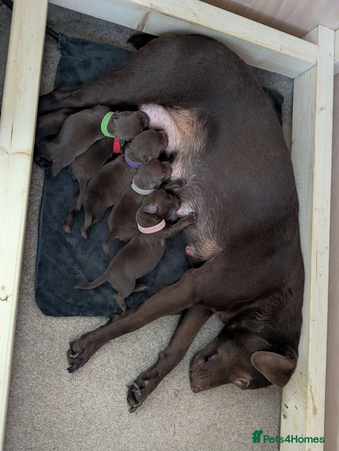 Patterdale Terrier dogs for sale: Pure chocolate, smooth patterdale terrier puppies  - Advert 1