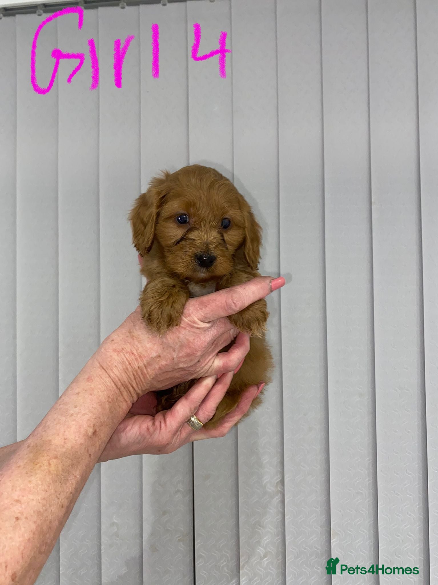 Cockapoo dogs F1 Red Cockapoo Puppies  - Advert 8