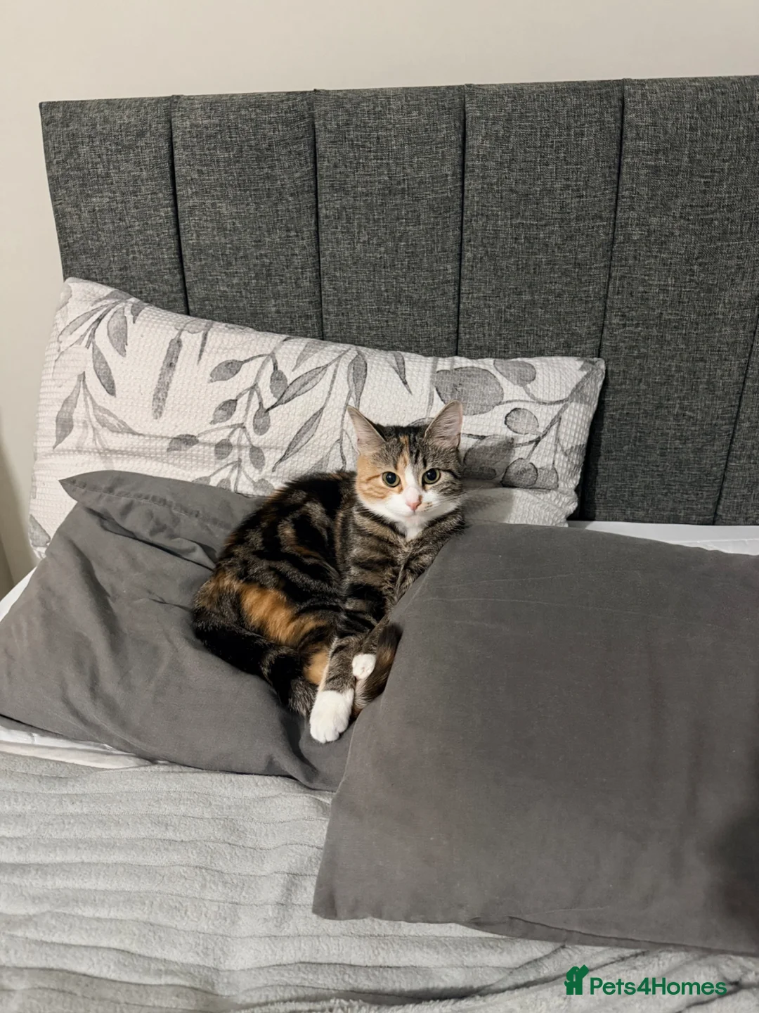 Mixed Breed cats for sale: Tabby cat - Advert 9