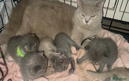 British Shorthair cats for sale: REDUCED!!! Stunning British Short Hair Kittens - Image 6