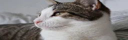 British Shorthair cats for sale: Adorable 8 Month Old Female Kitten - Advert 2