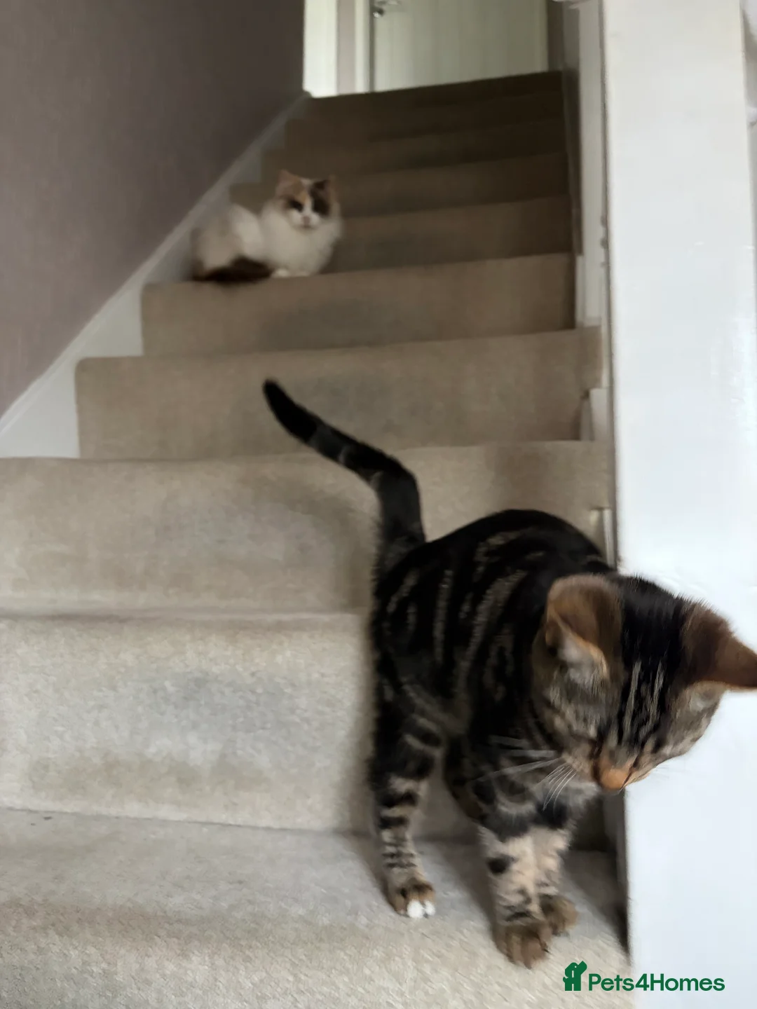 Mixed Breed cats for sale: Beautiful mum and son in Birmingham - Advert 2