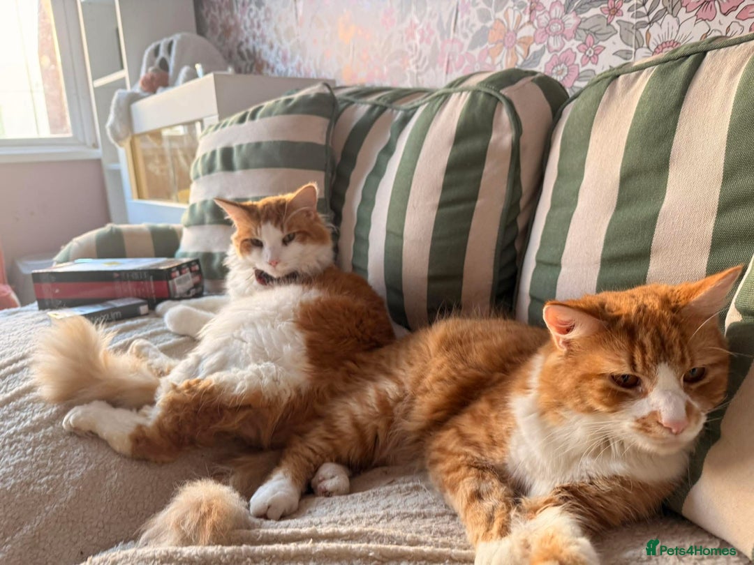 Mixed Breed cats for sale: Long hair ginger and white males  - Advert 2