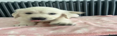 Light pink Golden Retriever