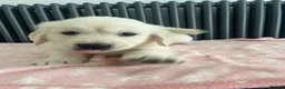 Golden Retriever dogs for sale: KC Old English Cream Golden Retrievers - Advert 15
