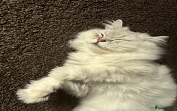 Persian cats for sale: 2 year old male Persian doll face chinchilla  - Image 11