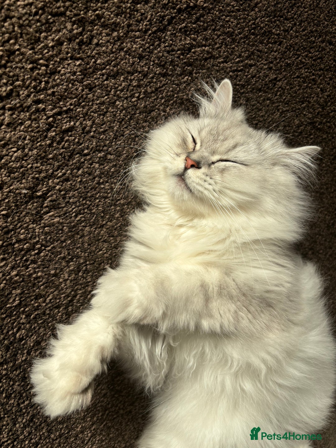 Persian cats for sale: 2 year old male Persian doll face chinchilla  - Image 11