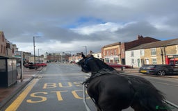 Friesian horses for sale: Bretland  - Image 4