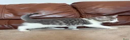 Mixed Breed cats for sale: Beautiful kittens  - Advert 4