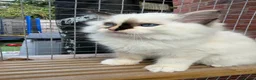 Ragdoll cats for sale: *One unique girl left* TICA reg. Extra fluffy* - Advert 3