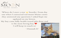 Maine Coon cats for sale: 1 red boy & 1 blue tortie Maine coon kittens  - Image 9