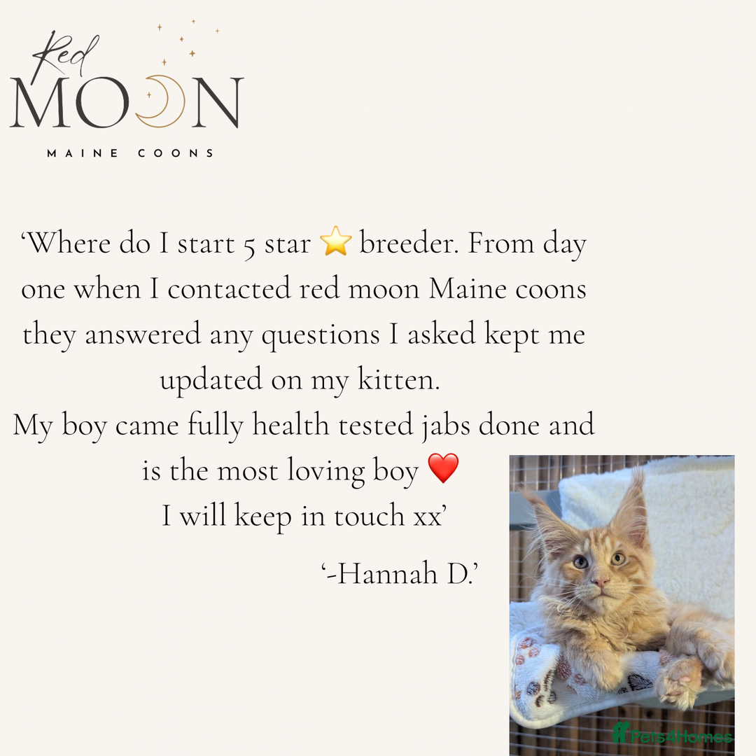 Maine Coon cats for sale: 1 red boy & 1 blue tortie Maine coon kittens  - Image 9