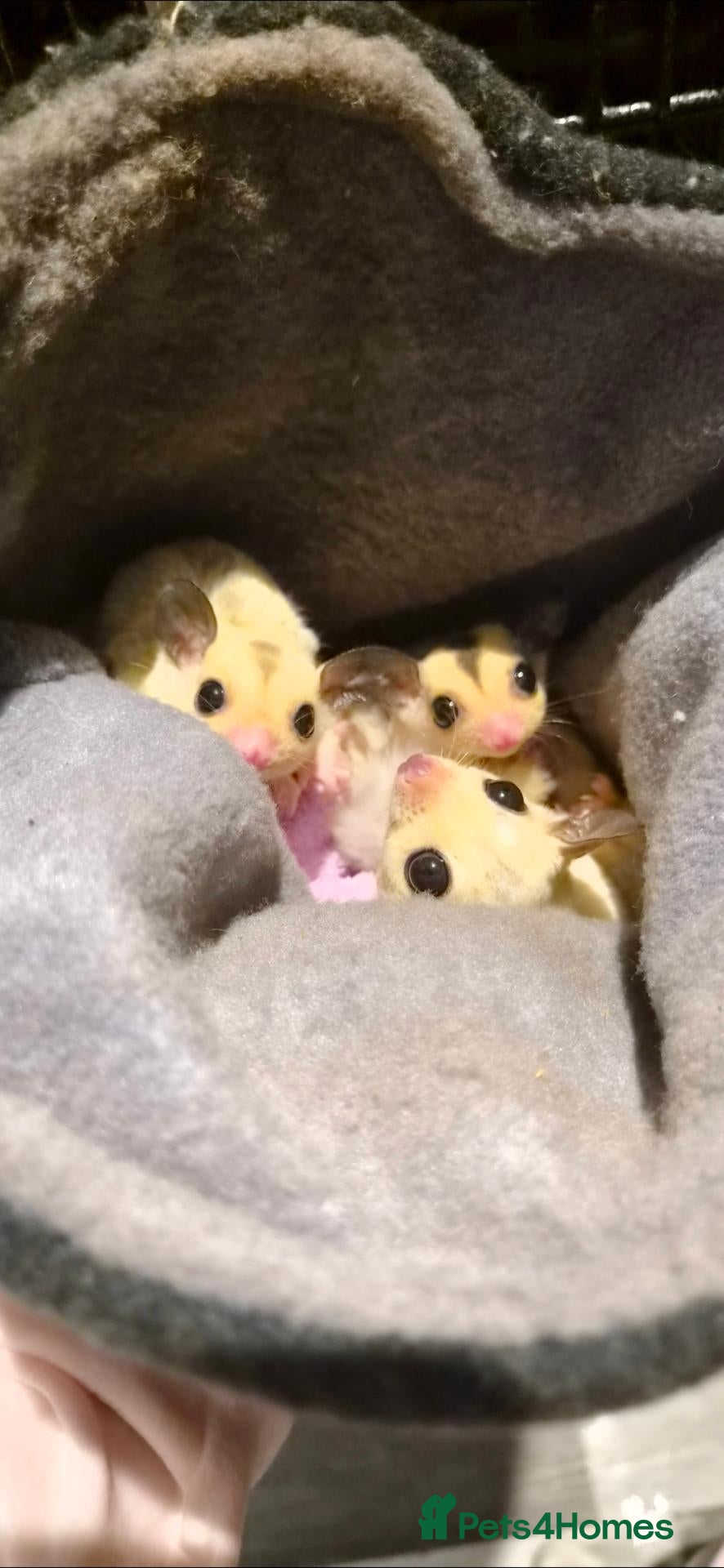 Sugar Glider rodents for sale: Sugar Glider Joeys For Sale  - Advert 2