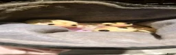 Sugar Glider rodents for sale: Sugar Glider Joeys For Sale  - Advert 1