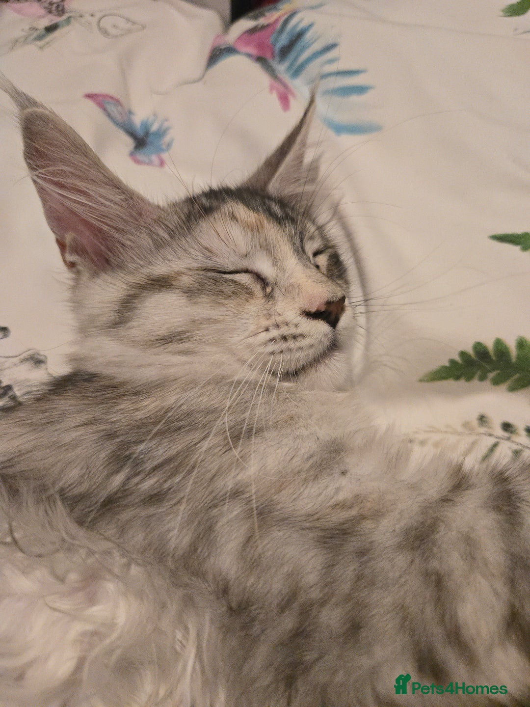 Maine Coon cats for sale: TICA REGISTERED PEDIGREE MAINE COON KITTEN'S - Image 9