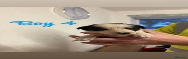 Border Collie 4