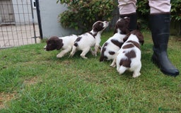 English Springer Spaniel dogs for sale: 2 Lovely Male Springer Spaniels - Image 13