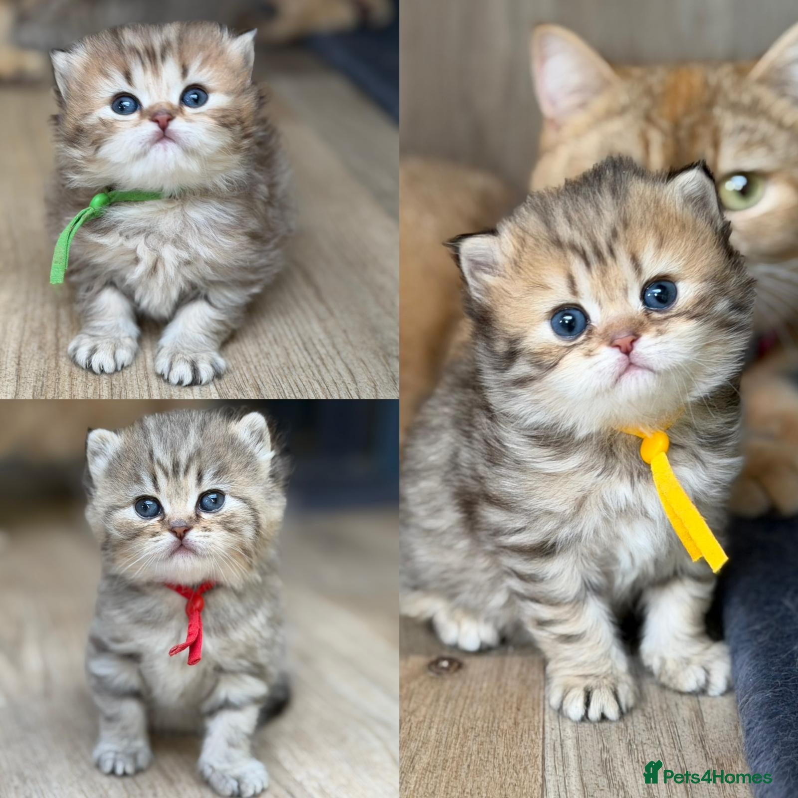 British Longhair cats ⭐️GORGEOUS BRITISH LONGHAIR KITTENS ⭐️ - Advert 5