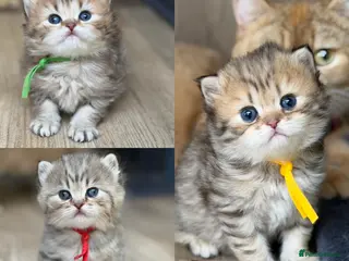 British Longhair cats ⭐️GORGEOUS BRITISH LONGHAIR KITTENS ⭐️ - Advert 1